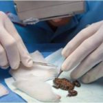 Жаба на обследовании у ветеринара